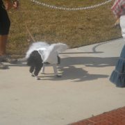 Pets in the Park