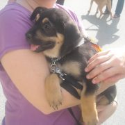 Pets in the Park