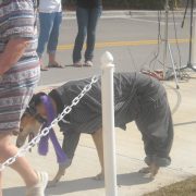 Pets in the Park