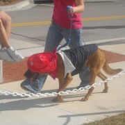 Pets in the Park