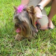 Posh Pets in the Park