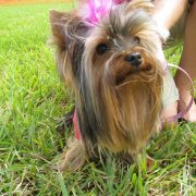 Posh Pets in the Park
