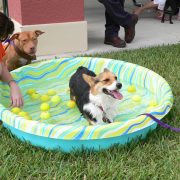 Posh Pets in the Park