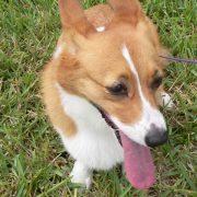Posh Pets in the Park