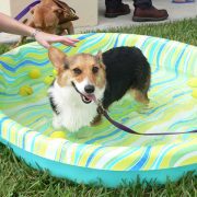 Posh Pets in the Park