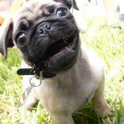 Posh Pets in the Park