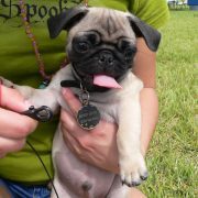 Posh Pets in the Park