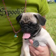 Posh Pets in the Park