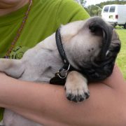 Posh Pets in the Park