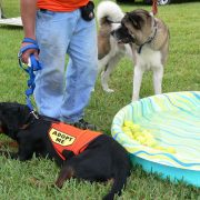 Posh Pets in the Park (Pt 2)