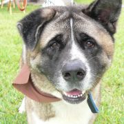 Posh Pets in the Park (Pt 2)