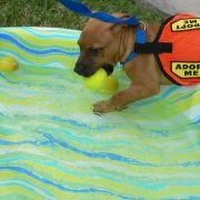 Posh Pets in the Park (Pt 2)