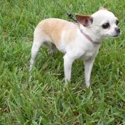 Posh Pets in the Park (Pt 2)