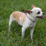 Posh Pets in the Park (Pt 2)