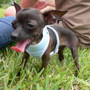 Posh Pets in the Park (Pt 2)