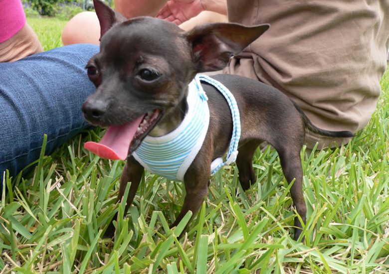 A cute dog