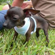 Posh Pets in the Park (Pt 2)