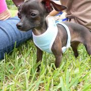 Posh Pets in the Park (Pt 2)