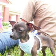 Posh Pets in the Park (Pt 2)