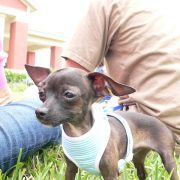 Posh Pets in the Park (Pt 2)