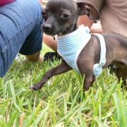 Posh Pets in the Park (Pt 2)