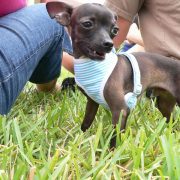 Posh Pets in the Park (Pt 2)
