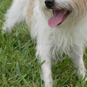 Posh Pets in the Park (Pt 2)