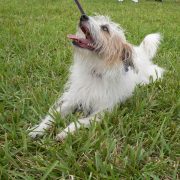 Posh Pets in the Park (Pt 2)