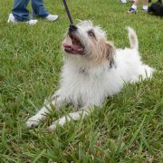 Posh Pets in the Park (Pt 2)