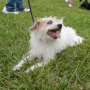 Posh Pets in the Park (Pt 2)