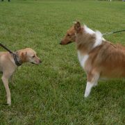 Posh Pets in the Park (Pt 2)