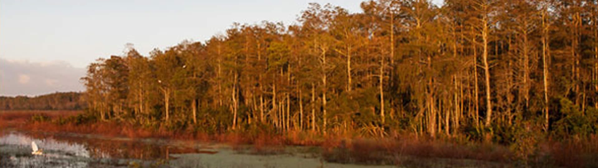 Trees at the edge of a river with sun shining on them