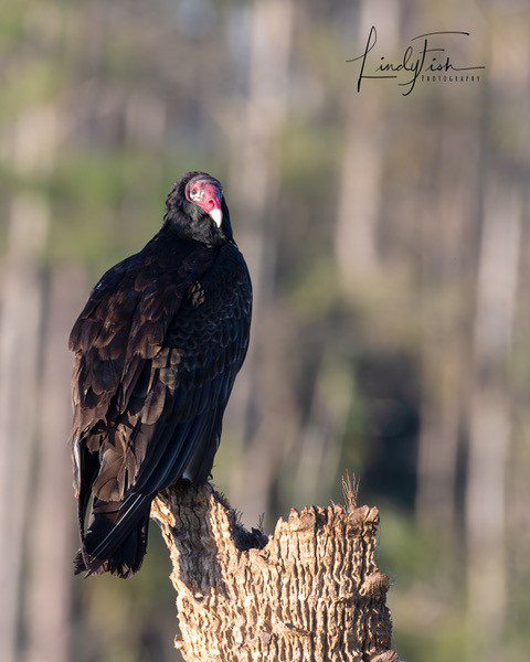 Vulcher on a tree branch