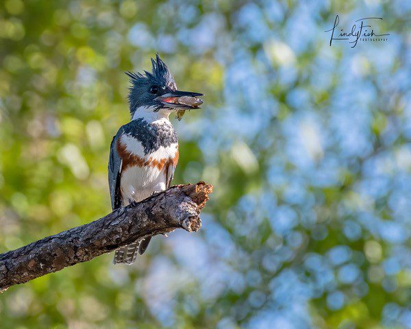 American Kestrel bird on branch