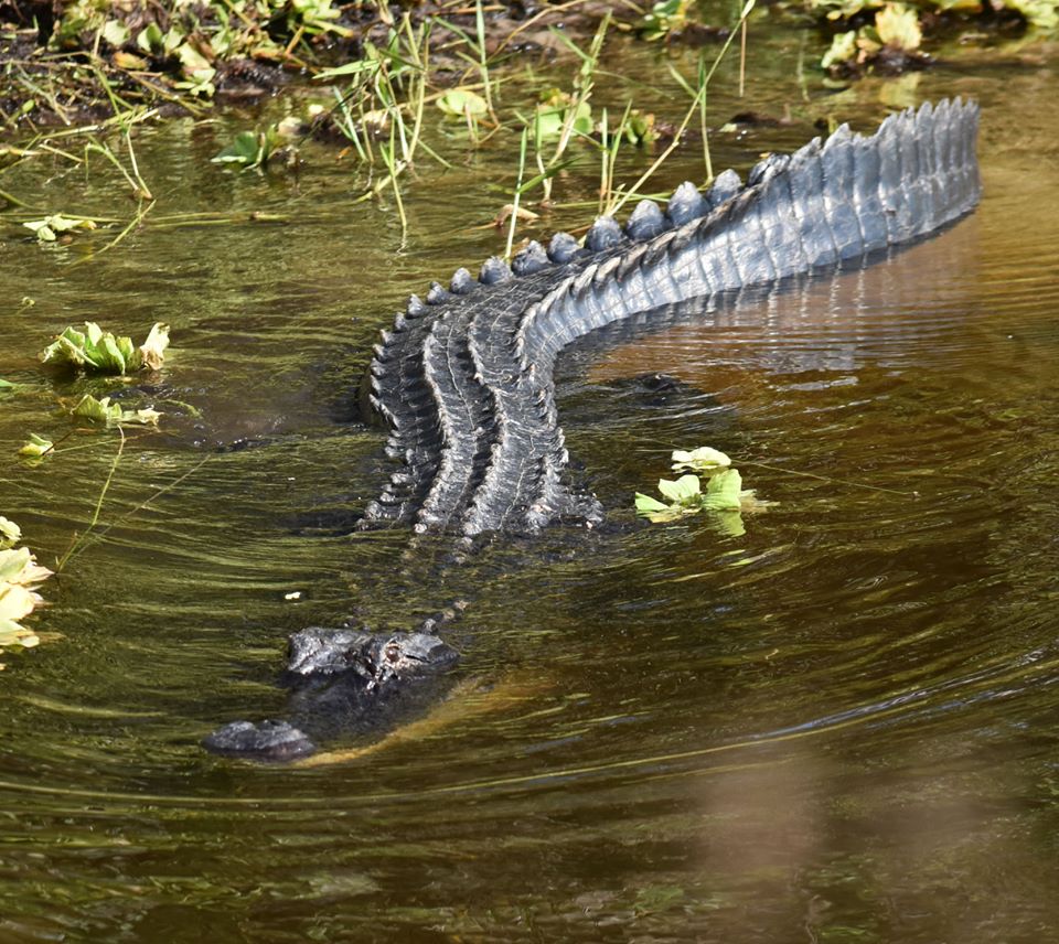 Alligator immersing itself in water on an Orange Jeep Tour in Ave Maria, Florida