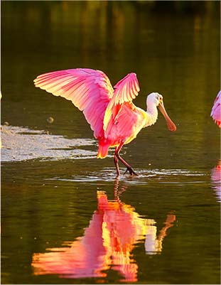 Bird in water